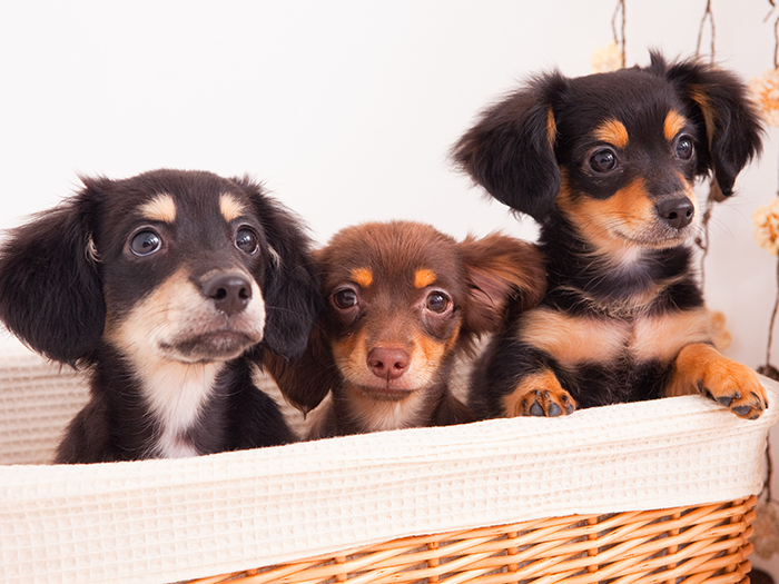 一生に寄り添うパートナーとして