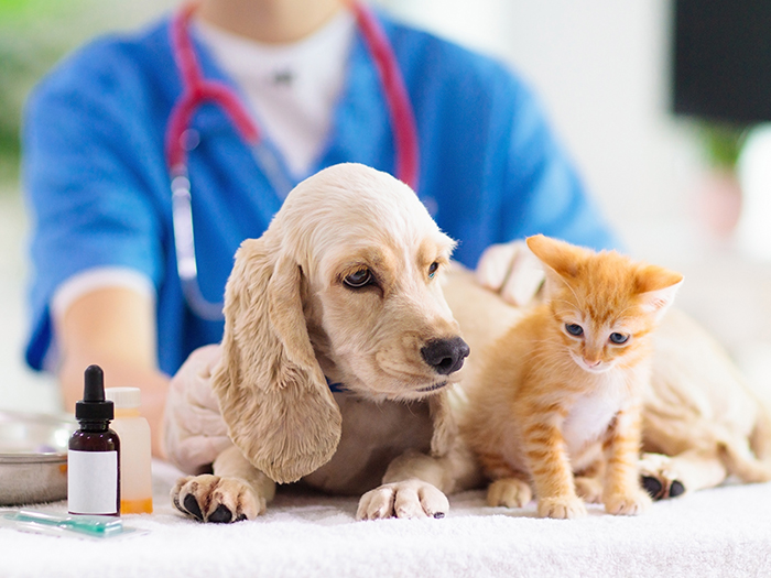 犬猫の混合ワクチン