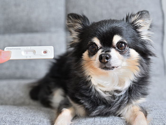 犬猫のフィラリア予防