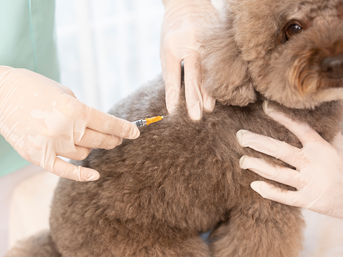 犬の狂犬病予防接種