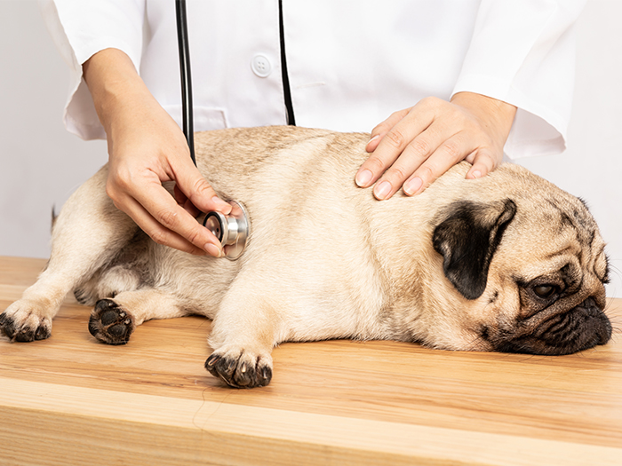 犬猫の腸内寄生虫の駆除・予防