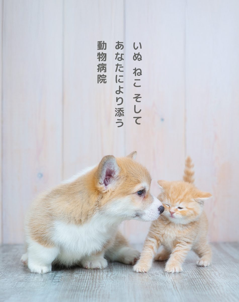 いぬ ねこ そしてあなたにより添う動物病院