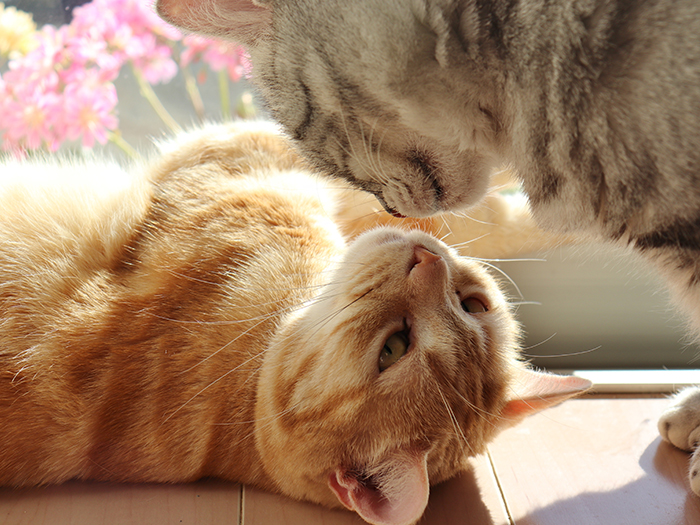 病気の予防と適切な医療のために